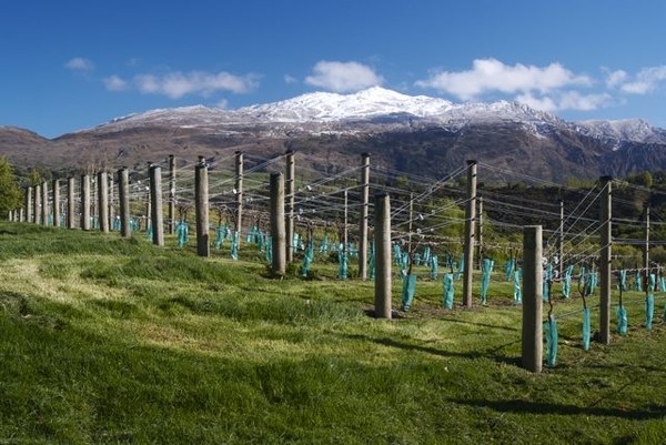 Vineyard in Central Otago-courtesy Central Otago Pinot Noir